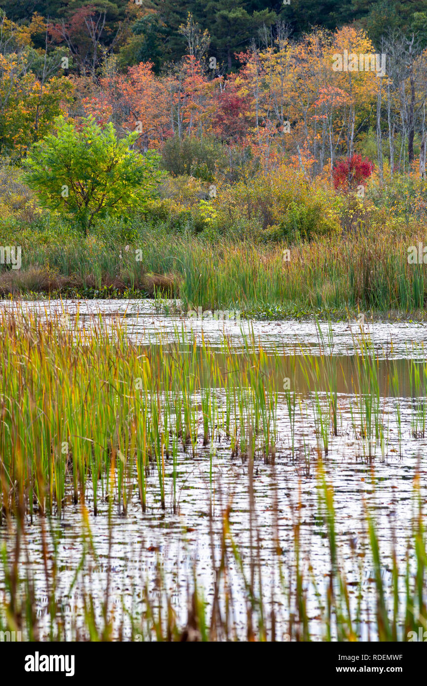 Fall colors decorating trees around a pond lined with cattails. Manchester-by-the-Sea, Massachusetts Stock Photo