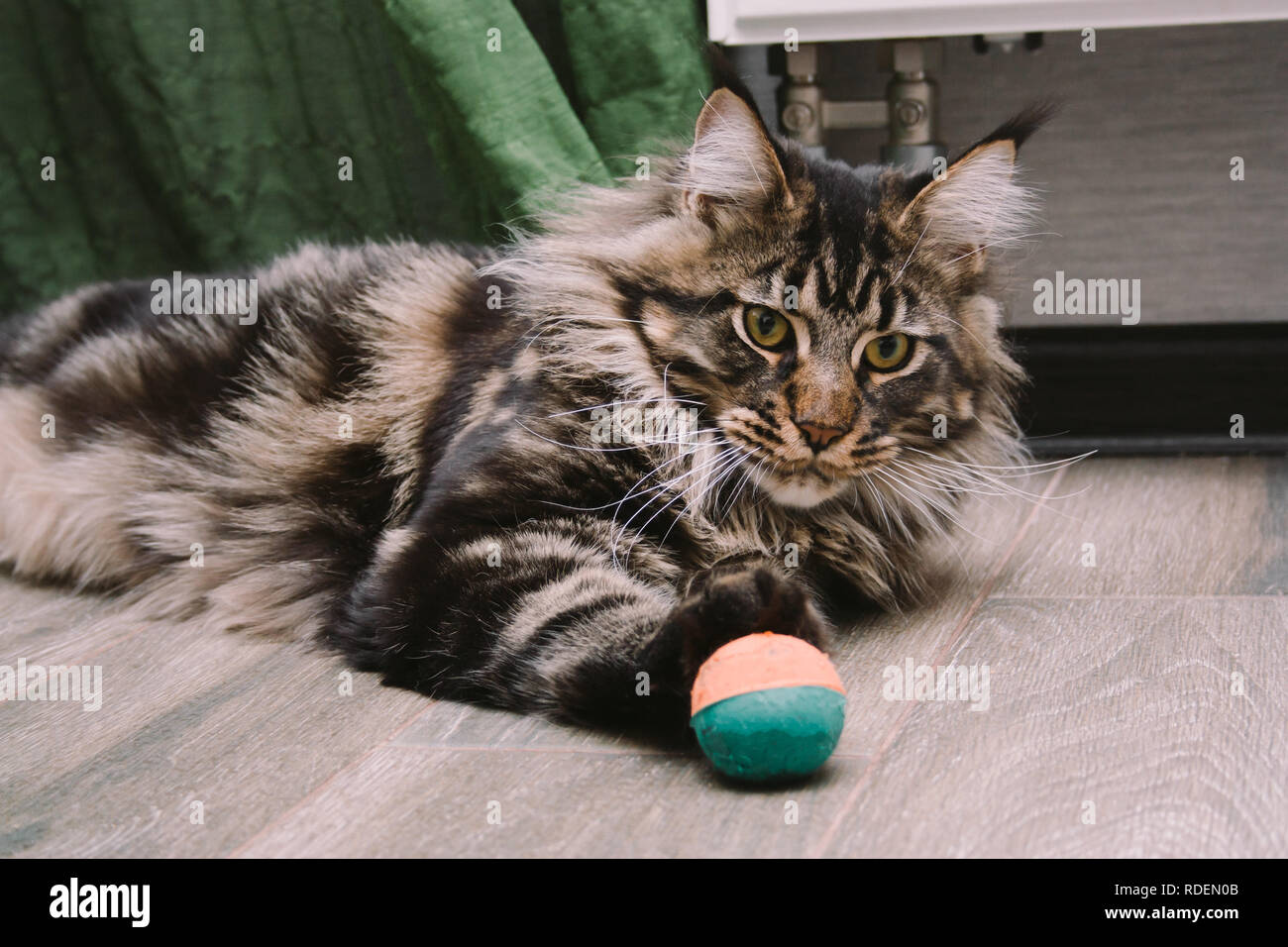 portrait of big fluffy Maine Coon lying on the floor with toy ball Stock Photo