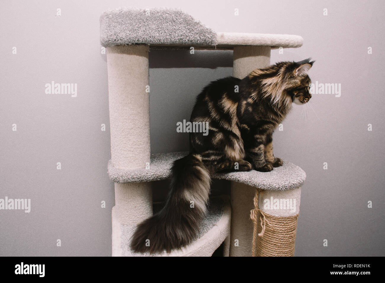big fluffy Maine Coon sitting on cat tree Stock Photo