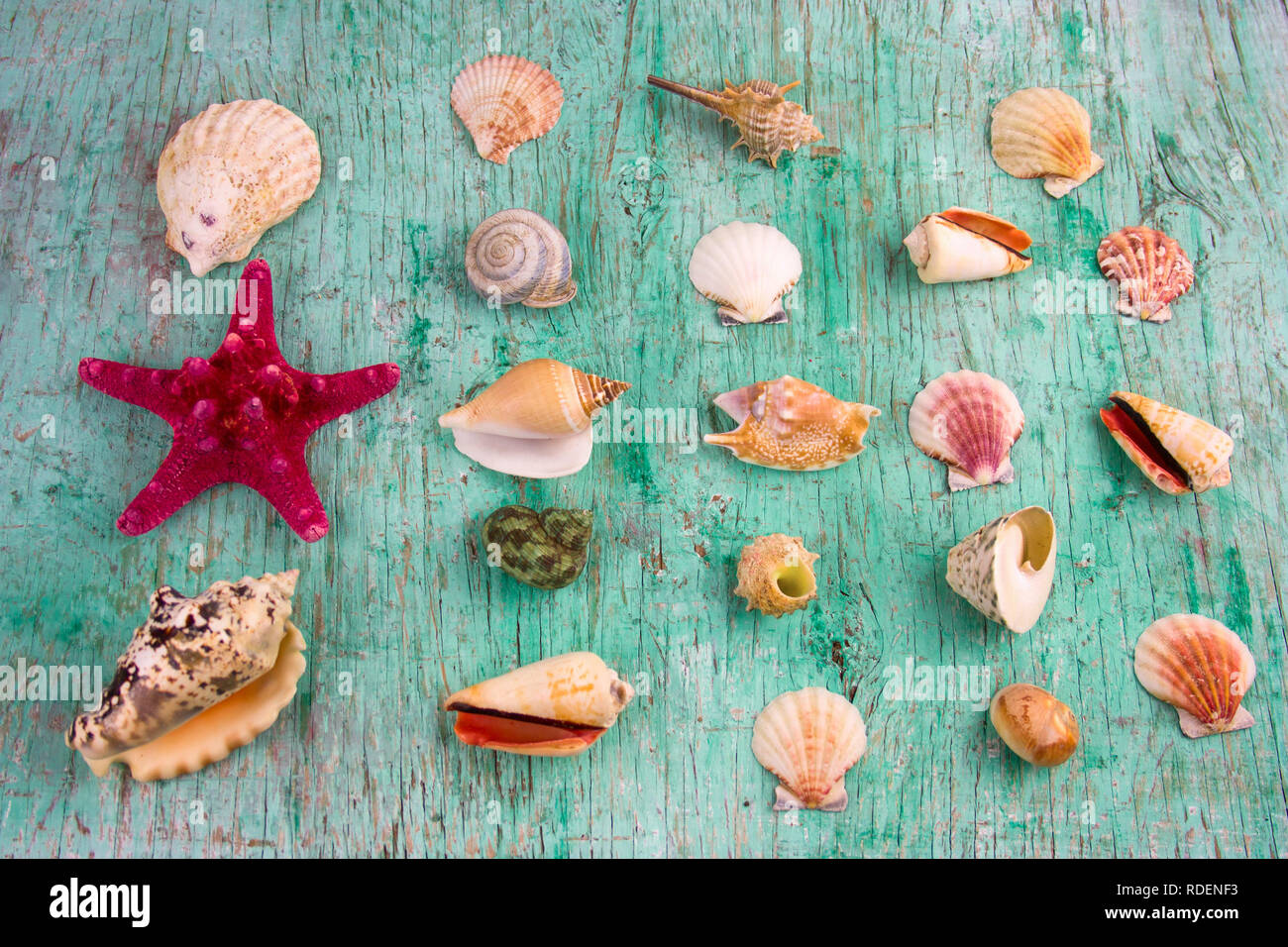 top view flat lay sea shells collection on a vintage shabby wooden background Stock Photo