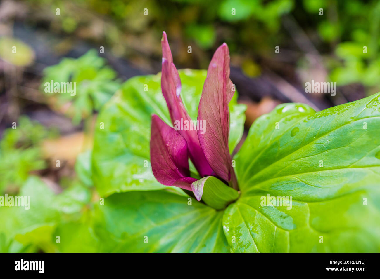 Close up of blooming Giant trillium (Trillium chloropetalum) on a sunny day, California Stock Photo