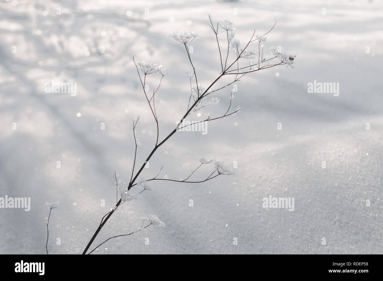 Winter landscape. In the foreground the grass is sprinkled with snow that shines in the sun.Blurred. Cold season.Minimalism.Horizontal orientation. Stock Photo