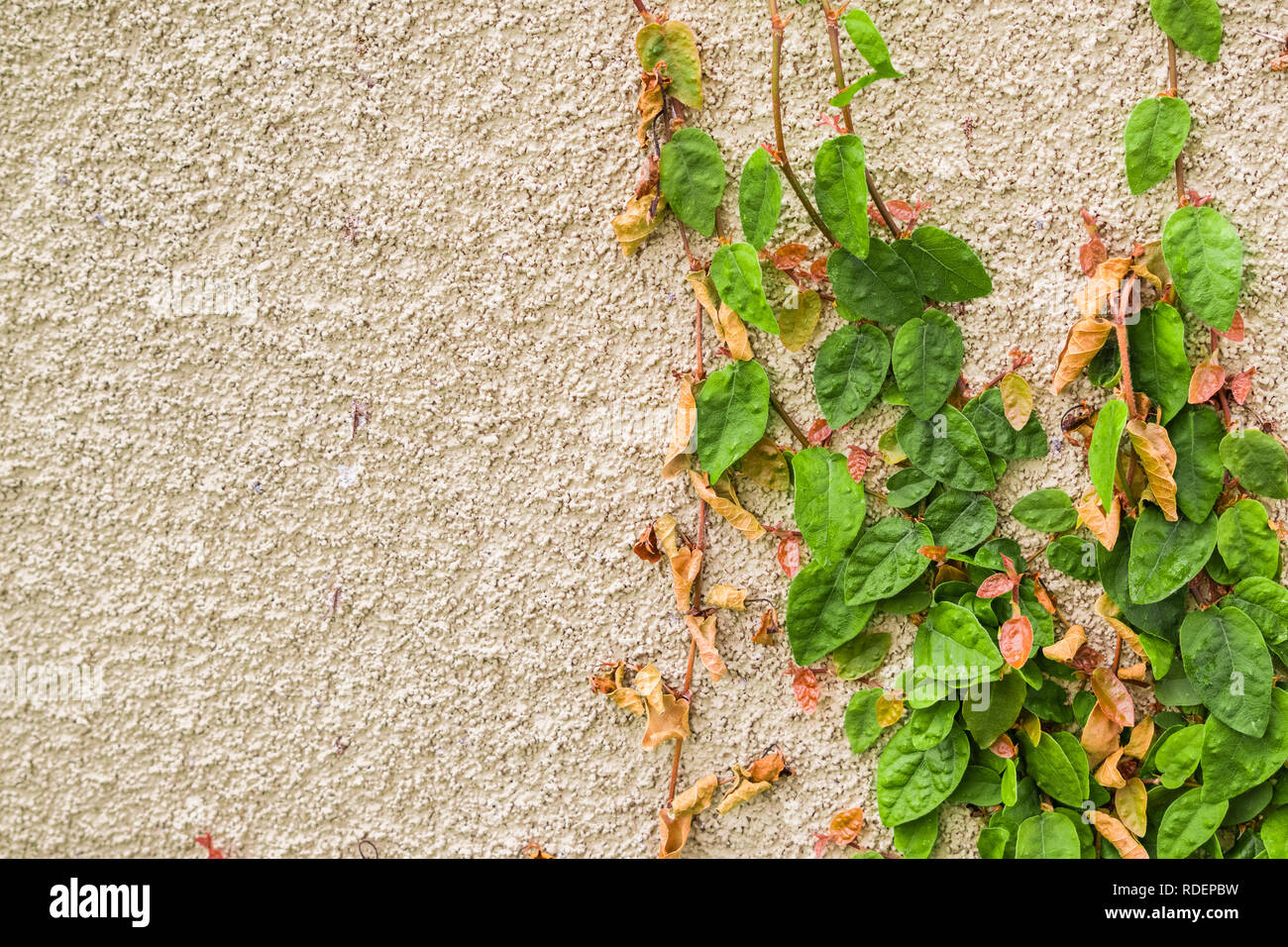 Plants growing on wall hi-res stock photography and images - Alamy