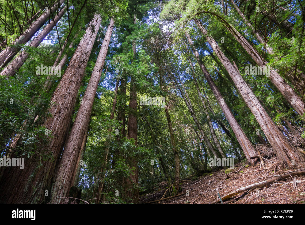 Redwood trees (Sequoia sempervirens) forest, San Francisco bay area