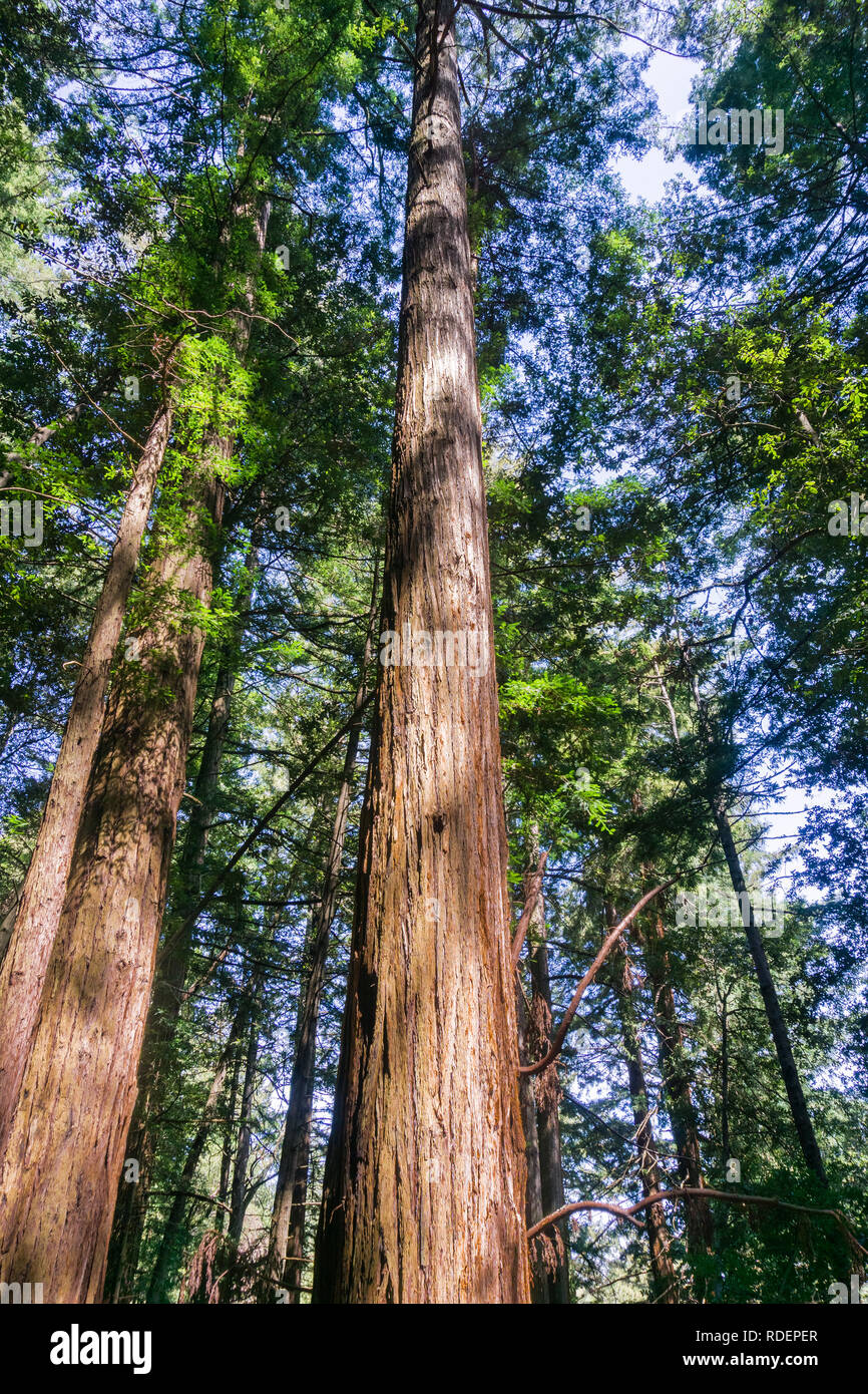 Redwood Trees Sequoia Sempervirens Forest San Francisco Bay Area California Stock Photo Alamy