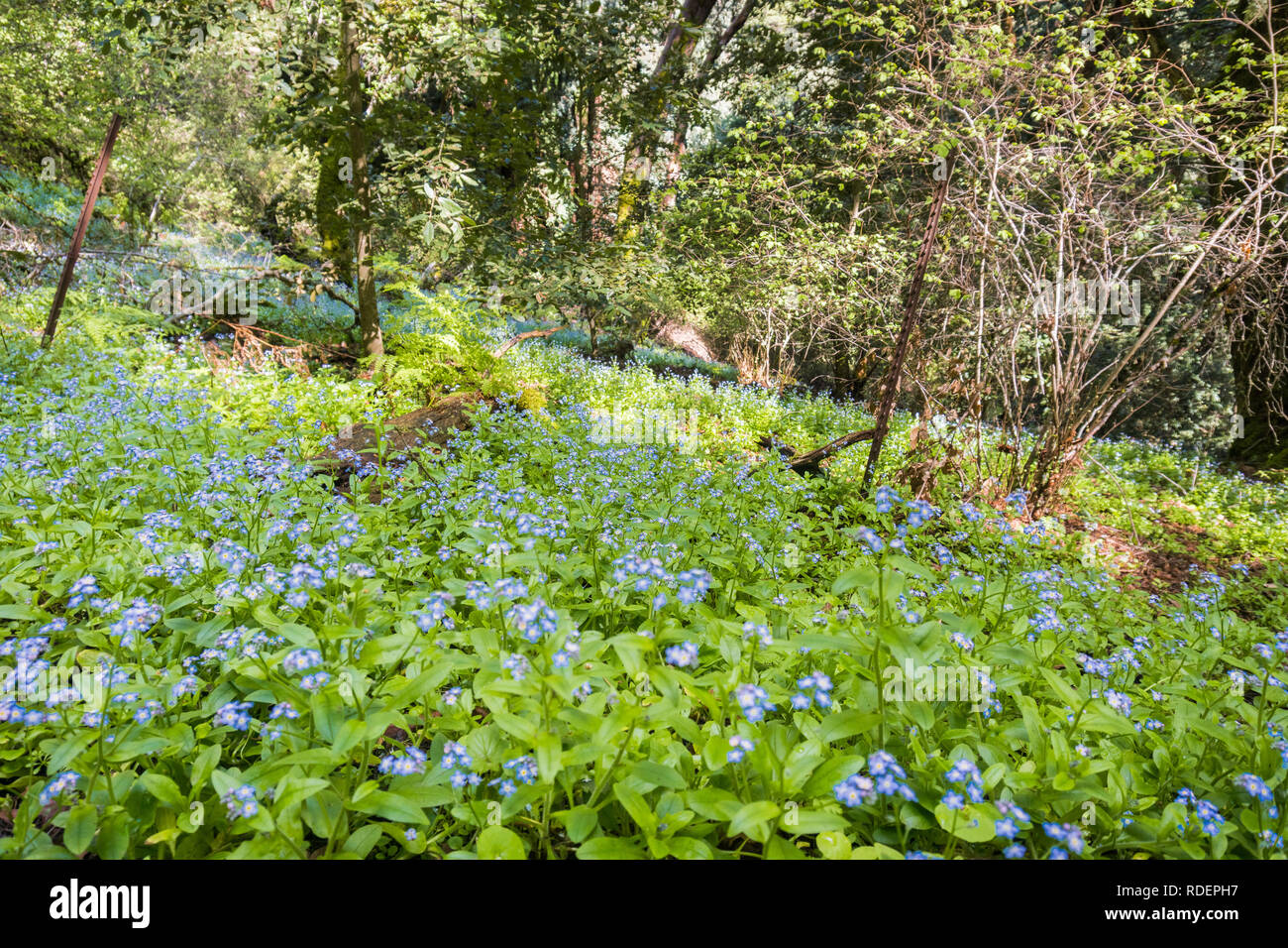 Meadow covered with (Myosotis sylvatica) wildflowers, San