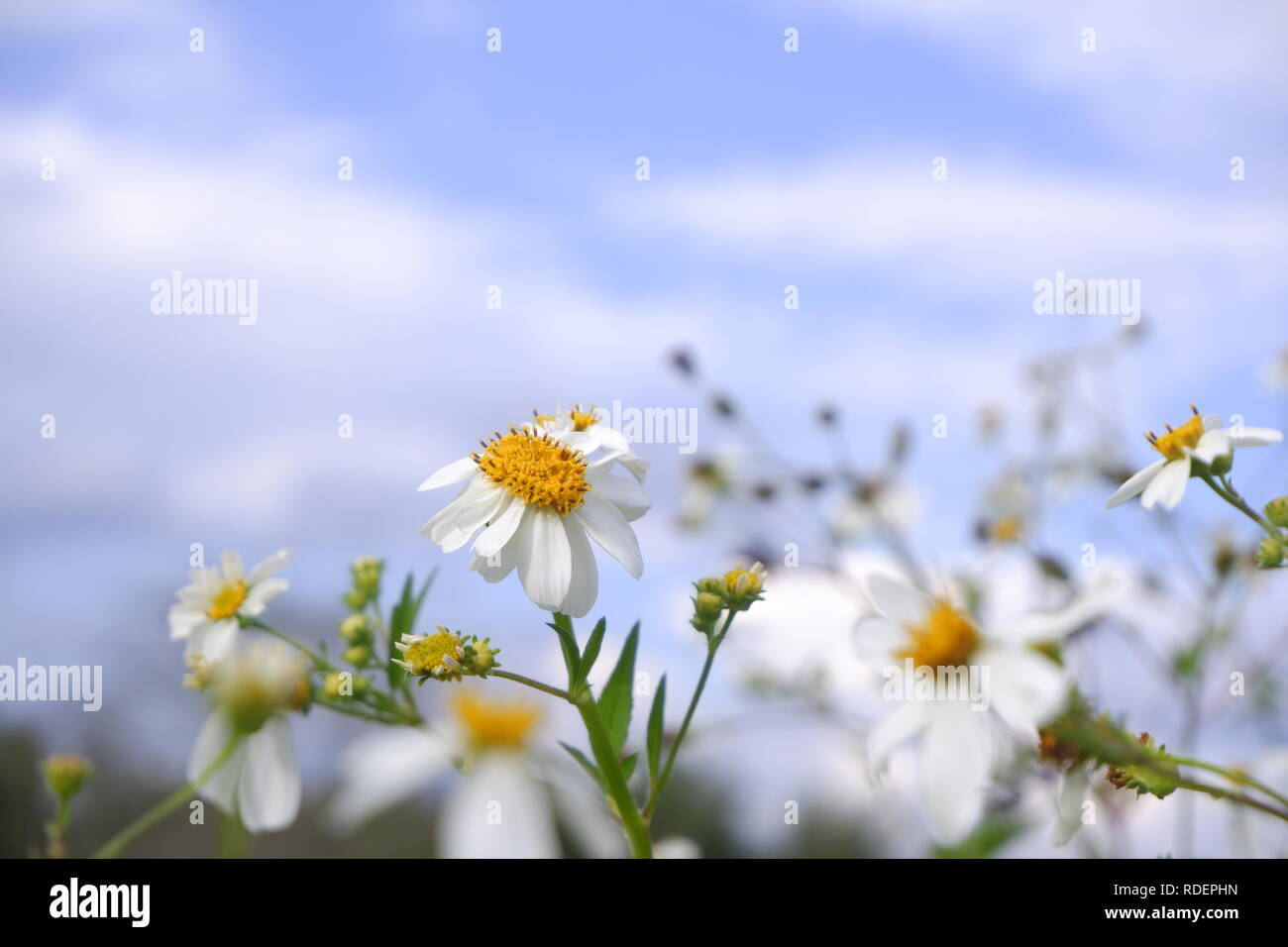 daisy white flower bloom in nature against blue sky background Stock Photo