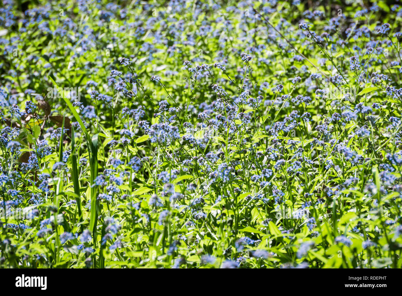 Meadow covered with (Myosotis sylvatica) wildflowers, San