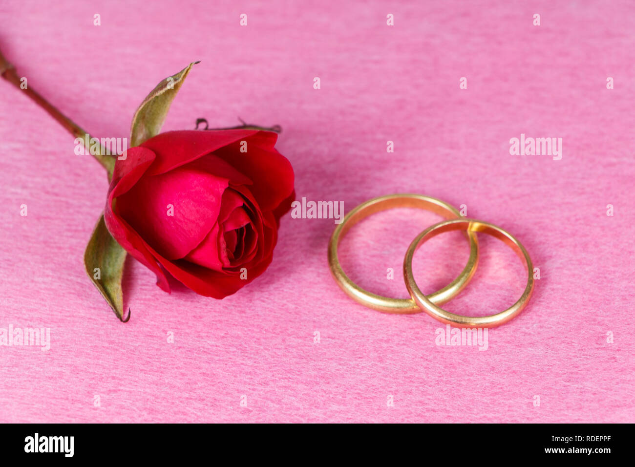 Two wedding rings in gold and red rose on a pink background Stock Photo