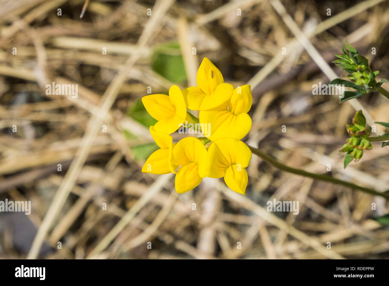 Close up of Strigose lotus (Acmispon strigosus) wildflowers, San Francisco bay area, California Stock Photo