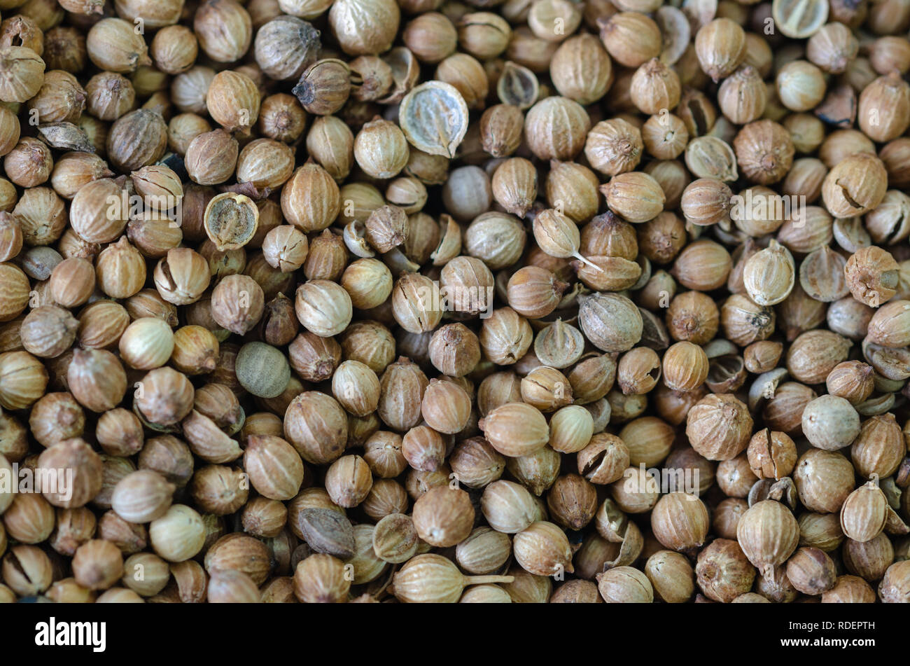 Green coriander seeds hires stock photography and images Alamy