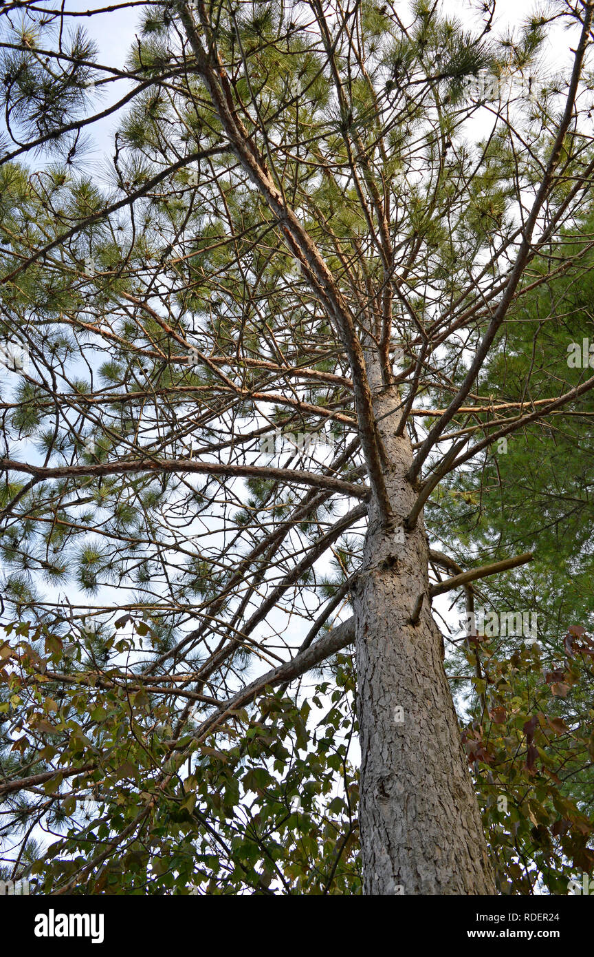 A tall, mature pine tree in summer Stock Photo Alamy