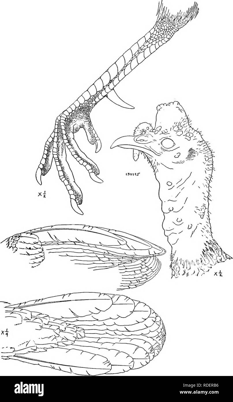 . The birds of North and Middle America : a descriptive catalogue of ...