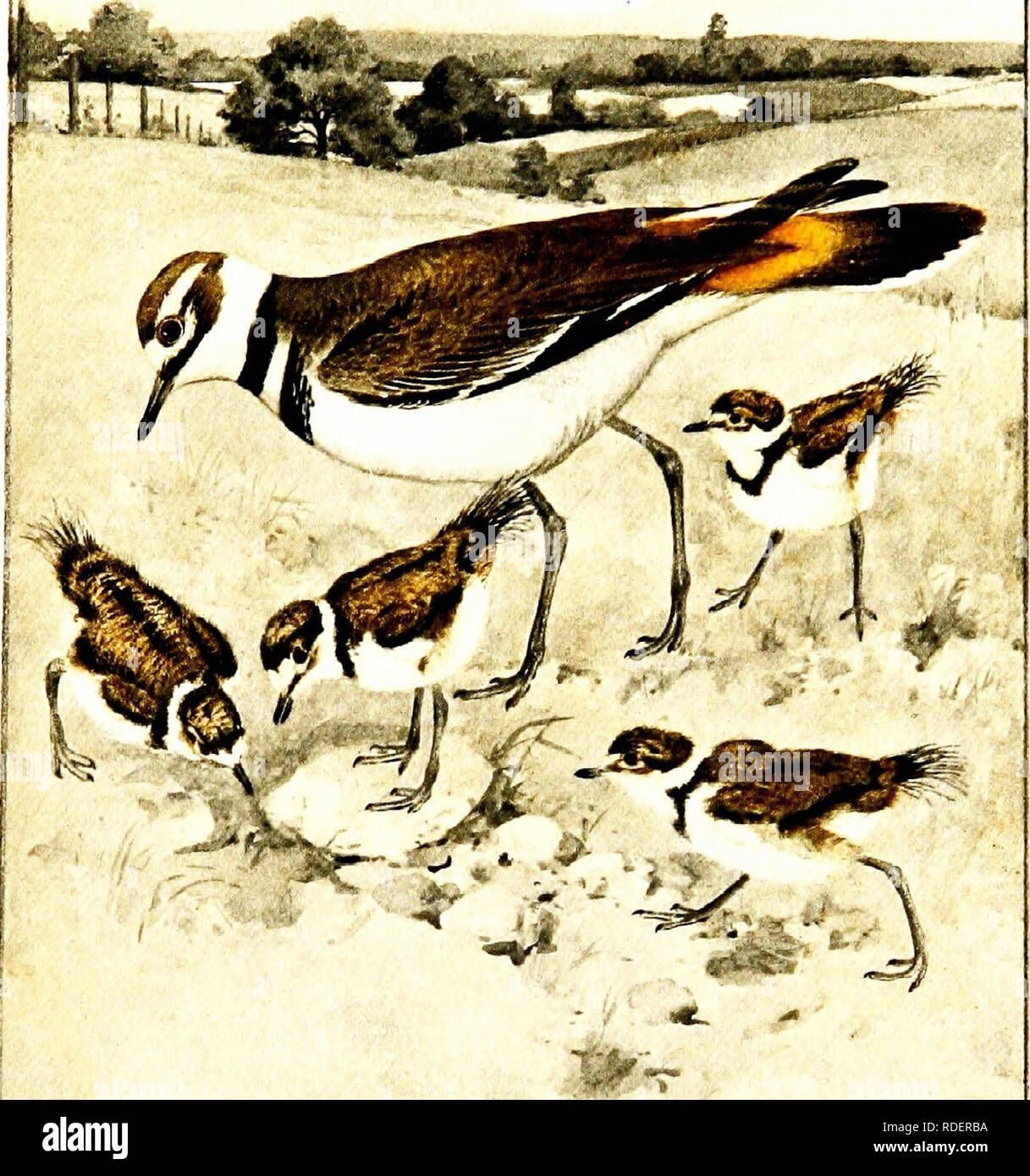 . Birds of the West; an account of the lives and the labors of our