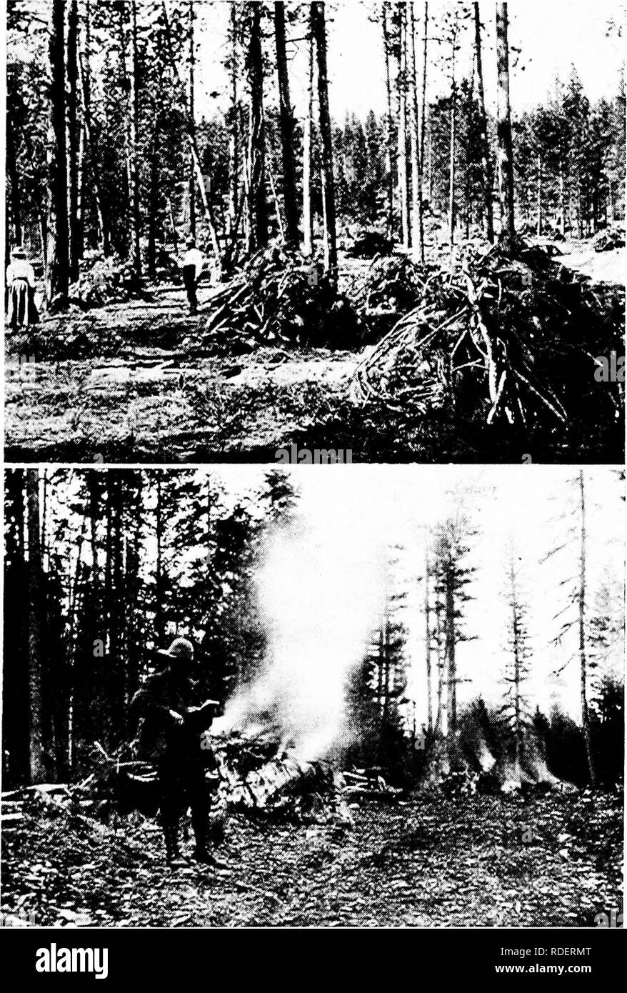 . Our national forests : a short popular account of the work of the United States Forest service on the national forests . United States. Forest Service; Forests and forestry. Figure 71. Brush piles nn a cut-over area before burning. Forest Service metliods iiini to clean uji the forest after logging so that forest fires have less inflammable material to feed on. Bitterroot National Forest. Montana. Figure T?. At a time of the year when there is least danger from fire the brush piles are burned. Missoula Xational Forest, Montana.. Please note that these images are extracted from scanned page i Stock Photo