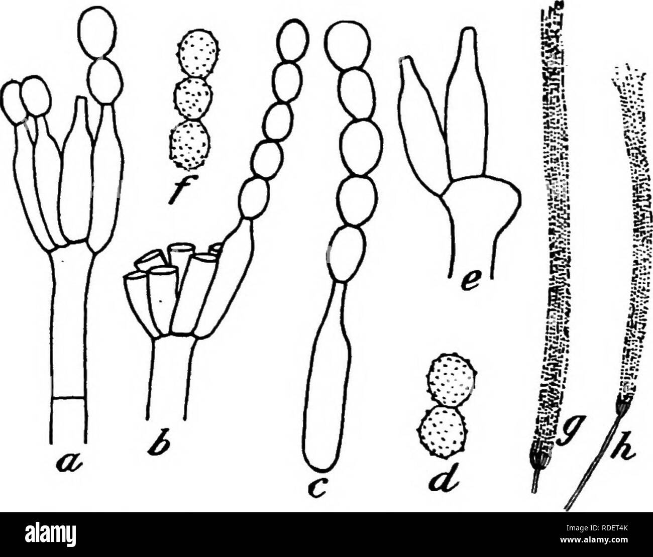 . A text-book of mycology and plant pathology . Plant diseases; Fungi in agriculture; Plant diseases; Fungi. 7i8 ADDITIONAL EXERCISES. Fig. 259.—Penicillium spinulosum. a, b, Conidial fructifications, consisting of single verticils of conidiiferous cells; c, conidiiferous cell with chain of conidiospores (smooth); d, f. ripe echinulate conidiospores; c, swollen end of conidiophore; g, h, sketches of conidial fructifications. {Afler Thorn.). Please note that these images are extracted from scanned page images that may have been digitally enhanced for readability - coloration and appearance of t Stock Photo