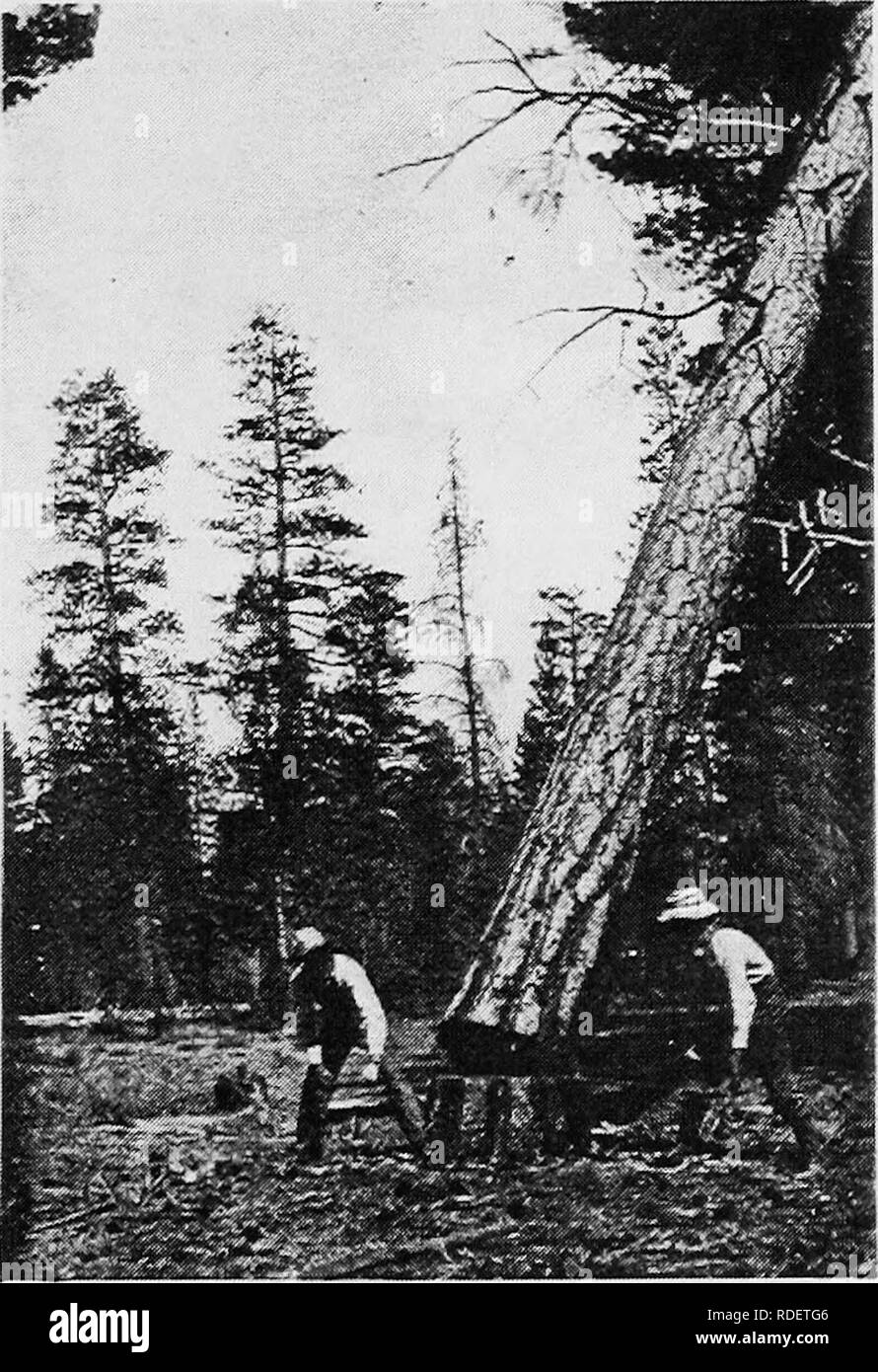 Woodlots Black and White Stock Photos & Images Alamy