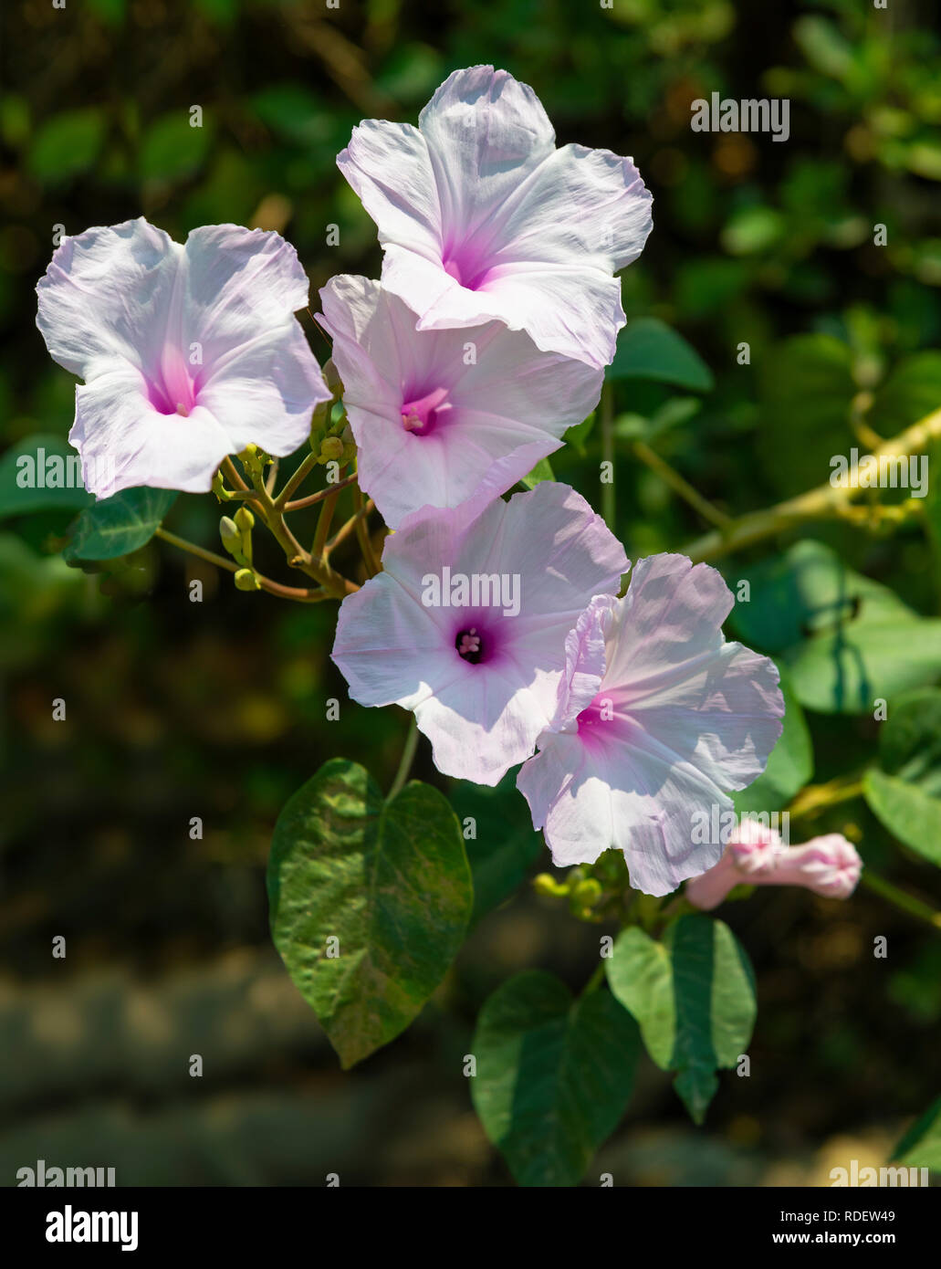 Pink Lavatera or Tree Mallow flowering in a Reading garden, Berkshire, UK Stock Photo