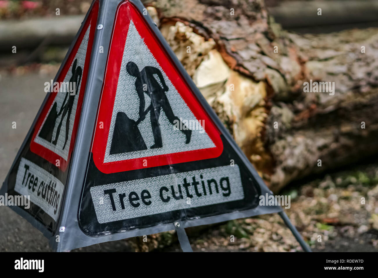 Warning sign Tree Cutting and the cut tree in background at the park, photographed with shallow depth of field. Stock Photo