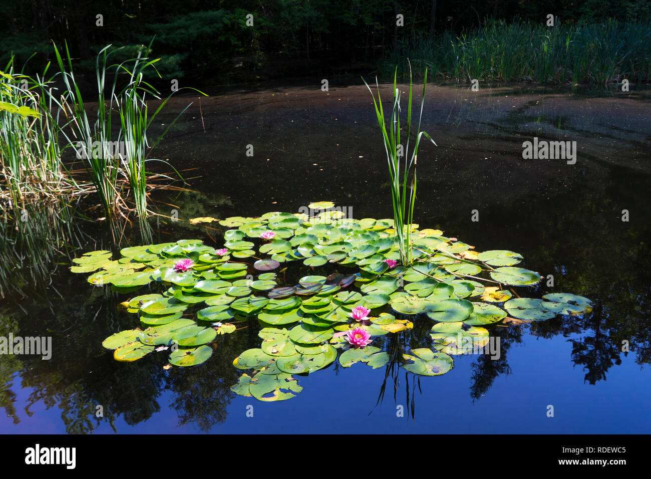 Nenuphars in a pond, Maine, USA. Stock Photo