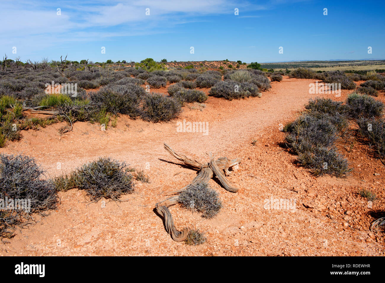 Hiking trail bordered by russian thistle bushes in Dead Horse Point State Park, Utah, USA. Stock Photo