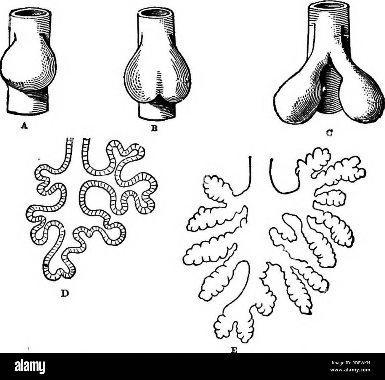 . Animal activities; a first book in zoo?logy. Zoology; Animal behavior. 248 yINlM/IL /ICTIVITIES. cases, the difference being only in the amount of fold- ing. The liver and pancreas of vertebrates arise in the same way, by folding of the walls of the food-tube. Other changes take place in as simple a way as this. Indeed, nearly all the organs of a complex body arise by foldings and pushings of layers of cells. When the egg of a very simple animal, like the hydra, develops, it first divides into a number of cells forming a spherical. Fig. 202.—Growth of Frog's Lung from Primitive Food-tube. bo Stock Photo