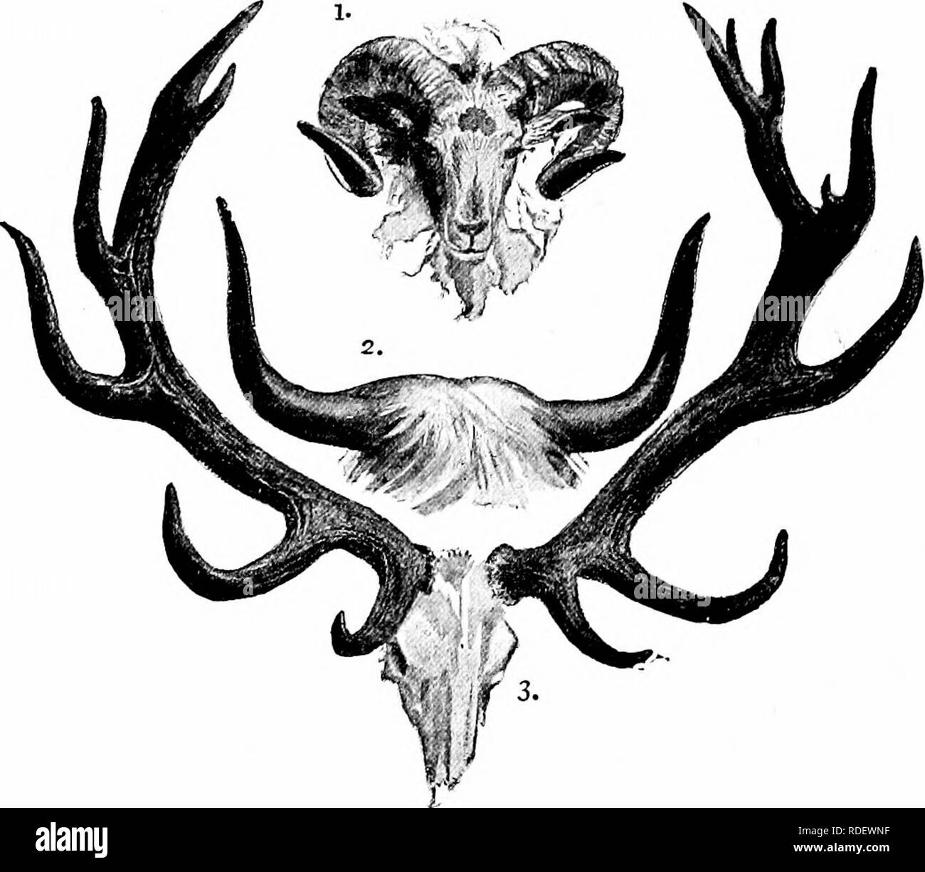 Animal Activities A First Book In Zoo Logy Zoology Animal