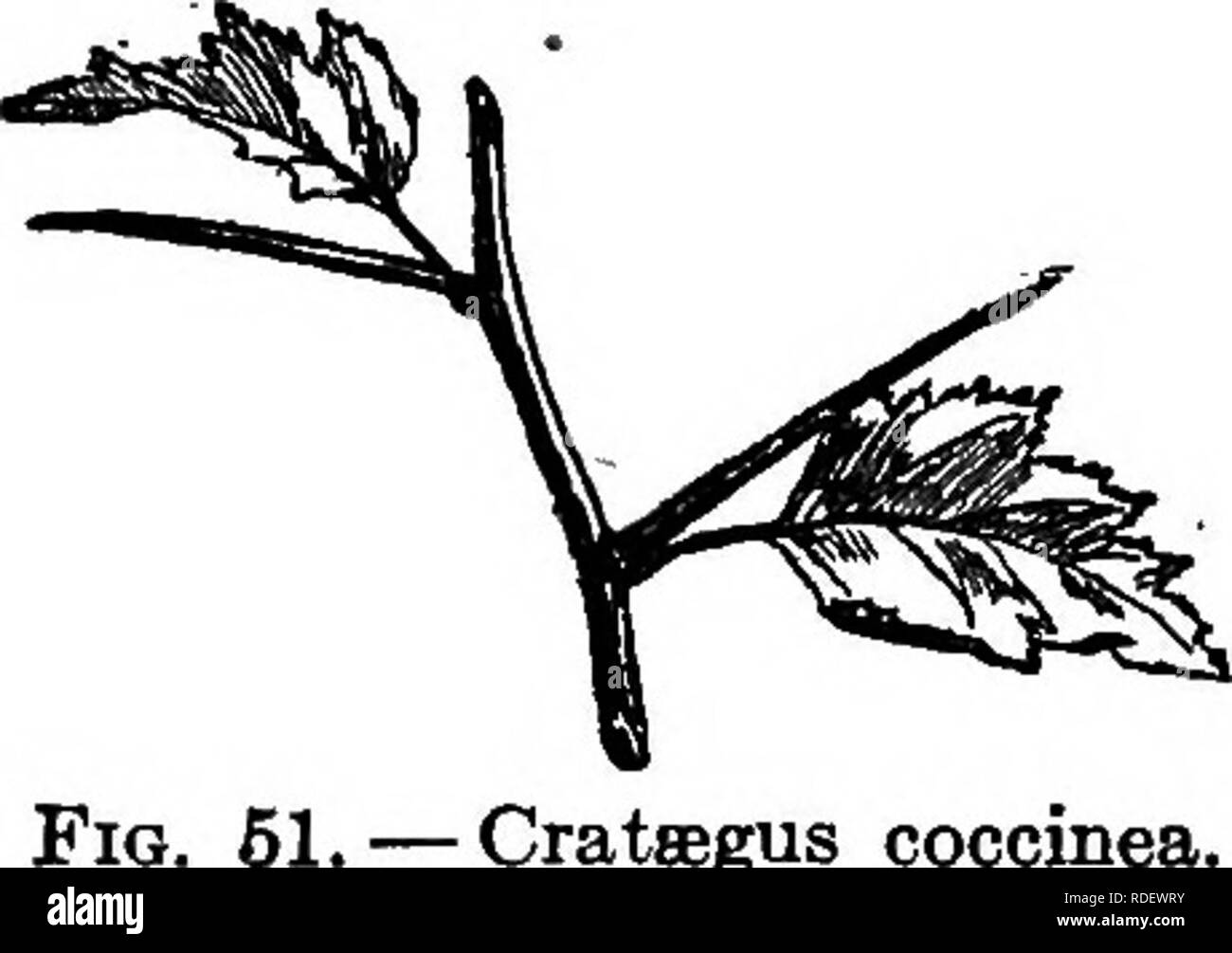 . Selected western flora : Manitoba, Saskatchewan, Alberta . Botany; Botany; Botany. Fig. 49. — Stipules of Rosa acicularis. / ROSACE^aj 2. S. acicularis, Lindl. Stem 1-4 ft. high, very prickly; stipules dilated, glandular-ciliate or resinous; leaflets 3-7, oblong, sessile; flowers mostly solitary. Thickets, Man.-AIta., not well defined. 3. R. pratincola, Greene. Stems low, very prickly; stipules narrow, more or less glandular-toothed; leaflets 7-11, elliptical to oblanceolate, prominently veined; flowers pink turning white, usually in corymbs. (B. arkansdna. Porter.) Prairies, Man.-Alta. 67 F Stock Photo