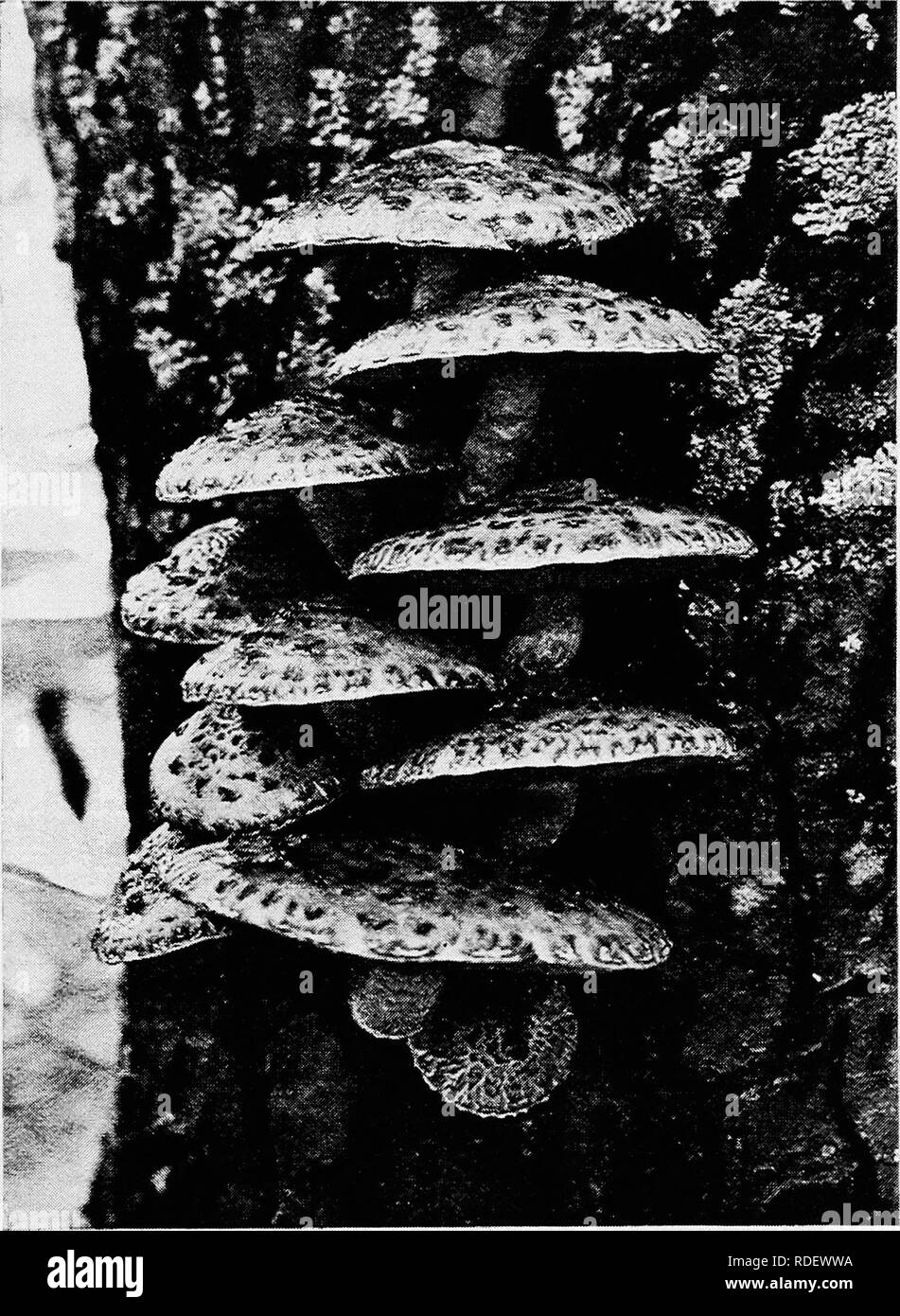. Minnesota plant diseases. Plant diseases. Minnesota Plant Diseases. 263 with, this parasite is probably not very destructive to timbers in this state. It has been observed on living shade trees.. Fig. 129.—Fruiting bodies of the fatty Pholiota (Fholiota adiposa), in a wound of an oak tree trunk. Original. The scurfy Pholiota rot (Pholiota squarrosa Midi.). This is a close relative of ths fatty Pholiota and forms fruiting bodies which resemble those of the latter. They are not so viscid in rainy weather and are persistently scurfy. It occurs on logs,. Please note that these images are extract Stock Photo