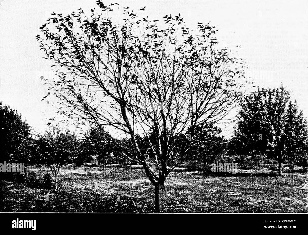 . Diseases of economic plants . Plant diseases. 116 DISEASES OF ECONOMIC PLANTS APRICOT Yellows. See peach. Phyllostictose. See peach. Brown rot. See peach. Blight {Bacillus amylovorus (Burr.) De Toni).—The. Fig. .50. — Unsprayed cherry tree defoliated by leaf spot. After Scott. usual blight of the apple and pear has been reported upon the apricot by Paddo«k. CHERRY Leaf spot (Cylindrosporium Padi Karst).— For de- scription, see plum. The disease is very widespread throughout the United States, and it is often very de- structive. The loss in Ohio in one year was estimated at. Please note that  Stock Photo