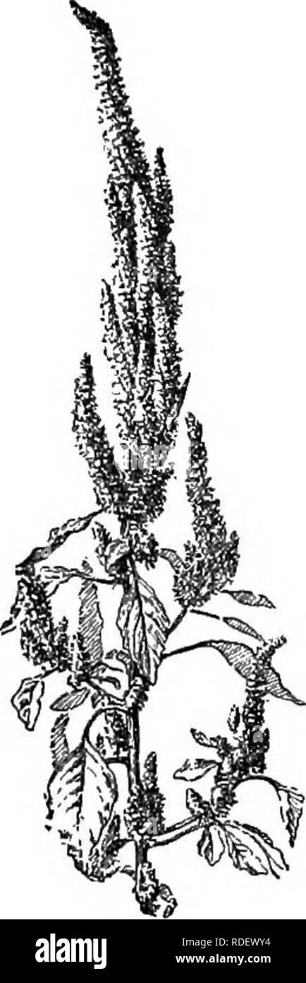 . Selected western flora : Manitoba, Saskatchewan, Alberta . Botany; Botany; Botany. 40 SELECTED WESTERN FLORA. Fig. 35, — Ama- ranthus retroflexus. 1. A. retroflexus, L. Redroot Pigweed. Rough, pubescent; leaves ovate, long-petioled; flowers in a spike made large and somewhat rigid by the presence of the stiff sharp-pointed bracts. A common weed in cultivated ground. XXVI. nyctaginAce^ Family). (Four-o'clock Herbs with opposite entire leaves, stems swollen at the joints, and calyx colored like a corolla, the persistent base becoming restricted above the 1-celled ovary forming a nut-like fruit Stock Photo
