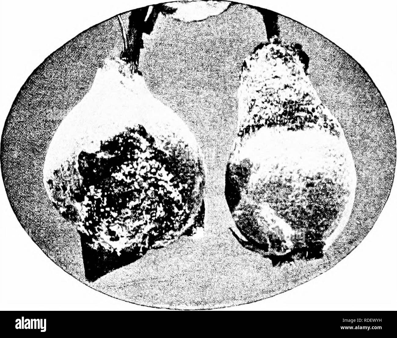 . Diseases of economic plants . Plant diseases. 110 DISEASES OF ECONOMIC PLANTS Texas root rot. See cotton. Black mold {Alternaria sp.). — In addition to the ravages of this disease as upon the apple, the leaves and shoots are also attacked and the fruit injury is not limited to. Fjg. 46. — Young quinces showing mat. After Bailey. the blossom end. The disease has been noted chiefly upon the KielTer. For treatment, see apple. QUINCE Rust (Gymnosporangium clavipes C. &amp; P.). — The quince rust, spring stage, agrees with the apple rust in general characters. The causal fungus grows upon the fru Stock Photo