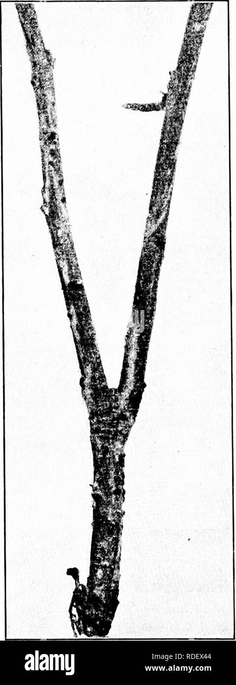. Diseases of economic plants . Plant diseases. 90 DISEASES OF ECONOMIC PLANTS. Fig. 35. — Hypochnose, showing aclerotia on twig at left and rhizomorphic strands pn twig at right. Original. gether with the sclerotia •and extending along the twig longitudinally are also found silvery, glis- tening, thread-like, fun- gous growths. This fungus hibernates in the sclerotia on or near the terminal bud and thence invades the new twigs as they develop, reaching out upon each leaf, spreading over its under surface in almost invisible thinness, and causing it to droop, die, and eventually to fall away.  Stock Photo