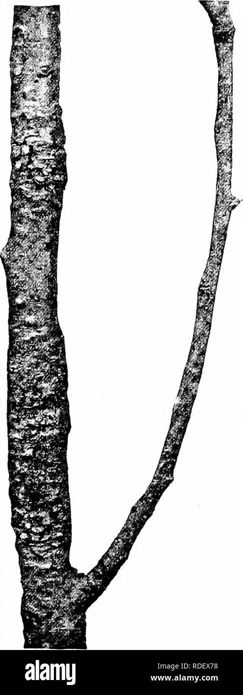 . Diseases of economic plants . Plant diseases. DISEASES OF SPECIAL CROPS 77 ing. One county alone is estimated to have suffered a loss of $950,000. Owing to its superficial similarity to the scab, it has perhaps been confounded with it in some instances. The first publica- tion concerning the disease appeared in 1902,' and the first detailed description in 1907.- Upon the fruit the blotches are from 5-10 mm. in diam- eter, dark in color, with an advancing margin of very peculiar, irregular, jagged, or fringed appearance. By co- alescence large spots may form, and owing to tension, cracks appe Stock Photo