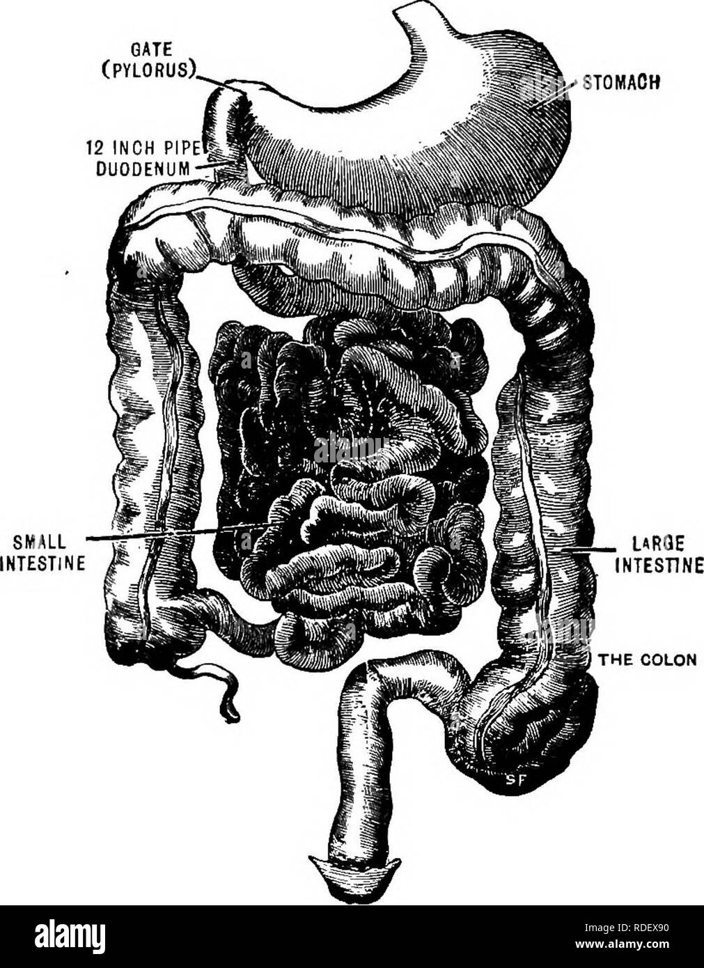 Animal activities; a first book in zoo?logy. Zoology; Animal behavior. 186  ANIMAL ACTll^ITIES. produced by a pushing out of the walls of the tube  itself (Fig. 143). Excretion. Carbon dioxide and