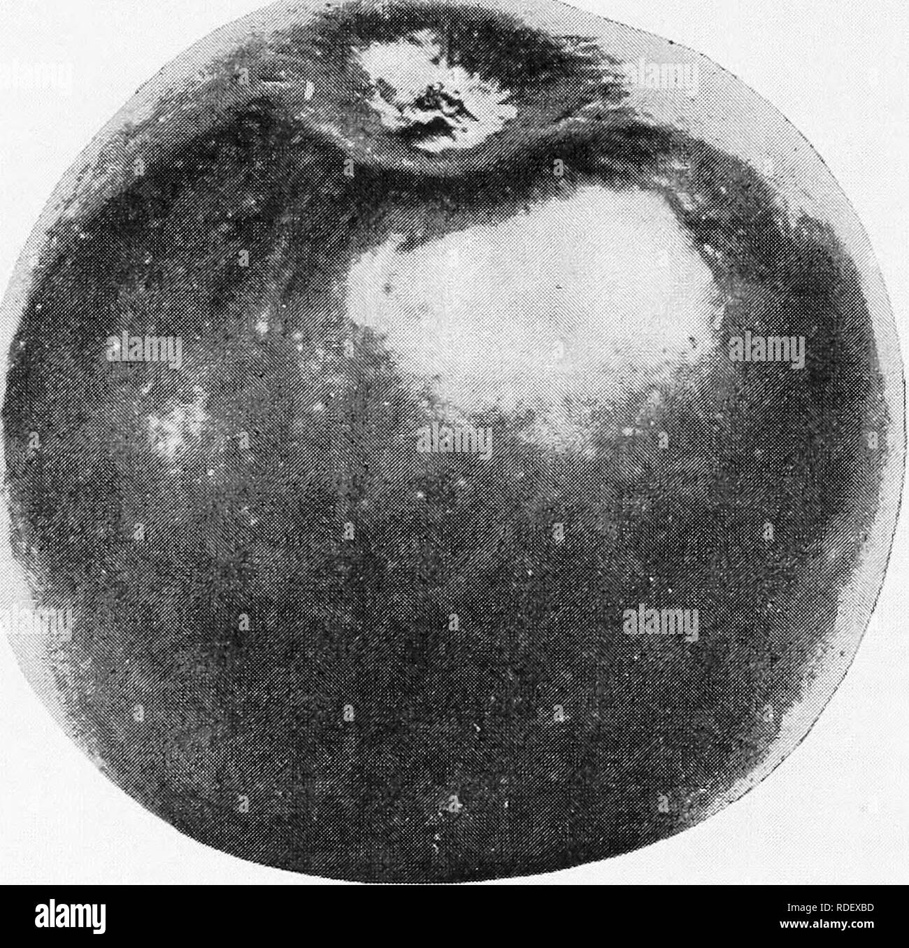 . The fruits of Ontario. Fruit-culture. 66 REPORT ON THE No. 24 A fancy dessert apple which is esteemed profitable to grow for market along the River St. Lawrence. OniGiN: near Brockville in Leeds County. A chance seedling. Tree : upright in habit ; hardy ; vigorous and very productive ; inclined to over- bear. Fruit : roundish oblate ; skin, waxy white, streaked ; splashed or almost entirely covered with bright scarlet covering; stem stout, one- half to three-quarters of an inch long in a narrow, mod- erately deep cavity ; calyx closed in a narrow, very shallow basin. SCARLET PIPPIN.. Scarlet Stock Photo