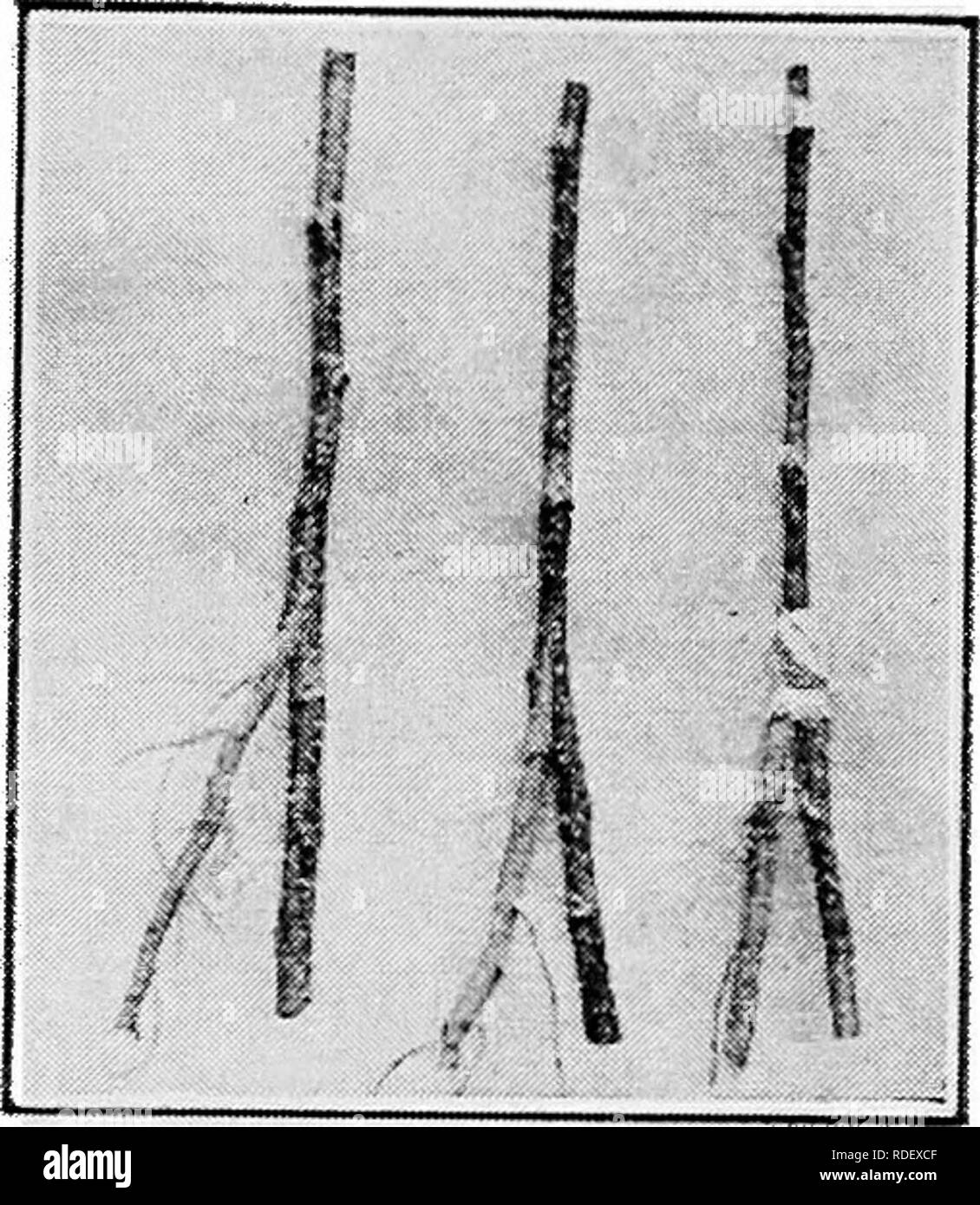 . Beginners' guide to fruit growing : a simple statement of the elementary practices of propagation, planting, culture, fertilization, pruning, spraying, etc. Fruit-culture. PROPAGATION slit, then the seedling, being released, springs back into position securely pinching and holding the cion. For greater security the graft may be wound with soft cloth or grafting twine. The cions on these grafts should begin to make strong growth by the middle or last of May. As soon' as this stage is reached the seedling stocks should be cut off with a pair of strong shears just above the point of union. At t Stock Photo