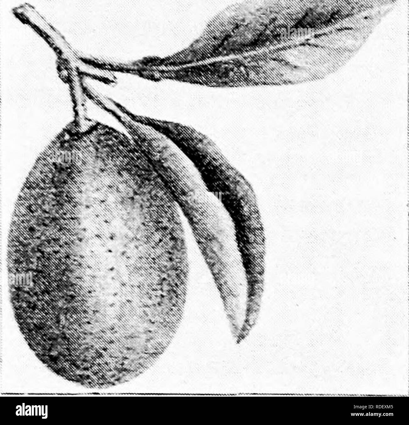 . Culture of the citrus in California . Citrus fruits; Fruit-culture. THE ORANGE IN CALIFORNIA—VARIETIES. 69. Olive-Shaped Kumqnut—natural size. Kumquat Type. Citrus aurantium, var. Japon- ica, Thunberg. Olive-Shaped.—Fruit very small,olive-shaped,rind thick, yellow, smooth, sweet scented, very little pulp,contains many seeds. Tree dwarf (a bush), four to six feet; a very prolific bearer. The fruit is edible whole; the rind has a pleas- ant aroma. Valuable for pre- serves and marmalades.. Please note that these images are extracted from scanned page images that may have been digitally enhanced Stock Photo