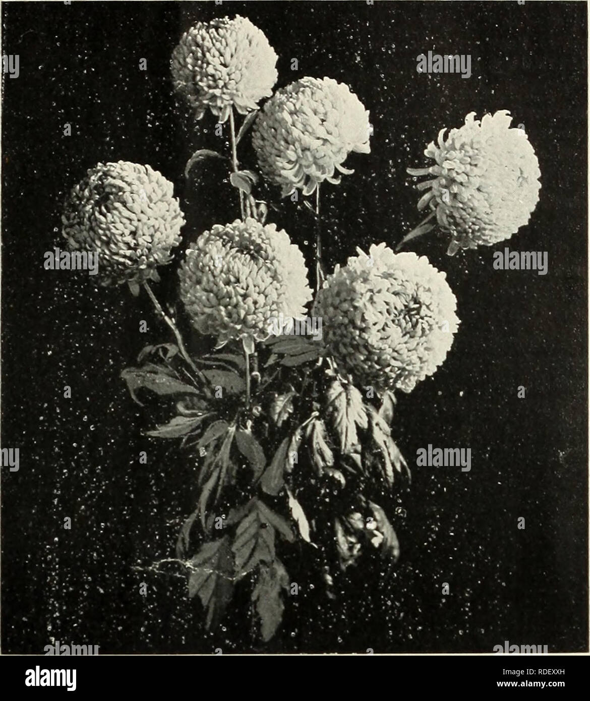 E G Hill Amp Co Wholesale Florists Spring Of 1896 Nurseries Horticulture Indiana Richmond Catalogs Plants Ornamental Catalogs Flowers Catalogs Roses Catalogs Nurseries Horticulture Plants Ornamental Flowers Roses E G Hill