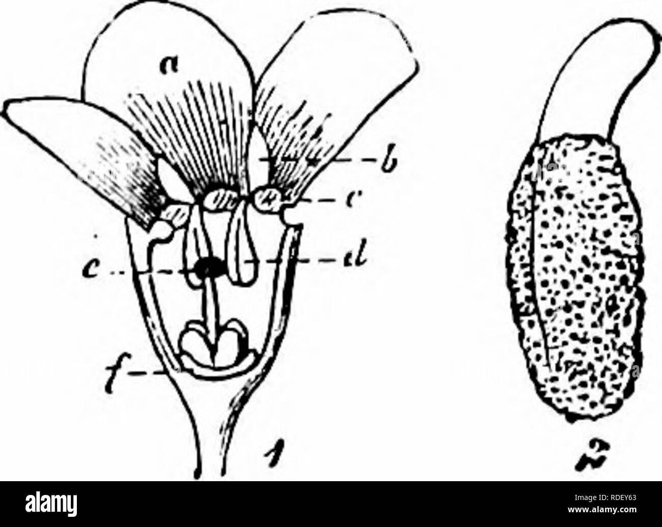 . Handbook of flower pollination : based upon Hermann MuÌller's work 'The fertilisation of flowers by insects' . Fertilization of plants. BORAGINEAE 141 2005. M. collina Hoffm. ( = M. hispida Schkchl.). (Herm. Muller, 'Fertilisa- tion,' p. 416, ' Weit. Beob.,' II, pp. 18-19.)âThe mechanism of the minute homogamous, bright blue flowers of this species agrees essentially with that of M. intermedia. The anthers are contained in the short (scarcely 2 mm.) corolla-tube, and converge together over the stigma, upon which they ultimately drop pollen. Should there be insect-visits, however, crossing ta Stock Photo