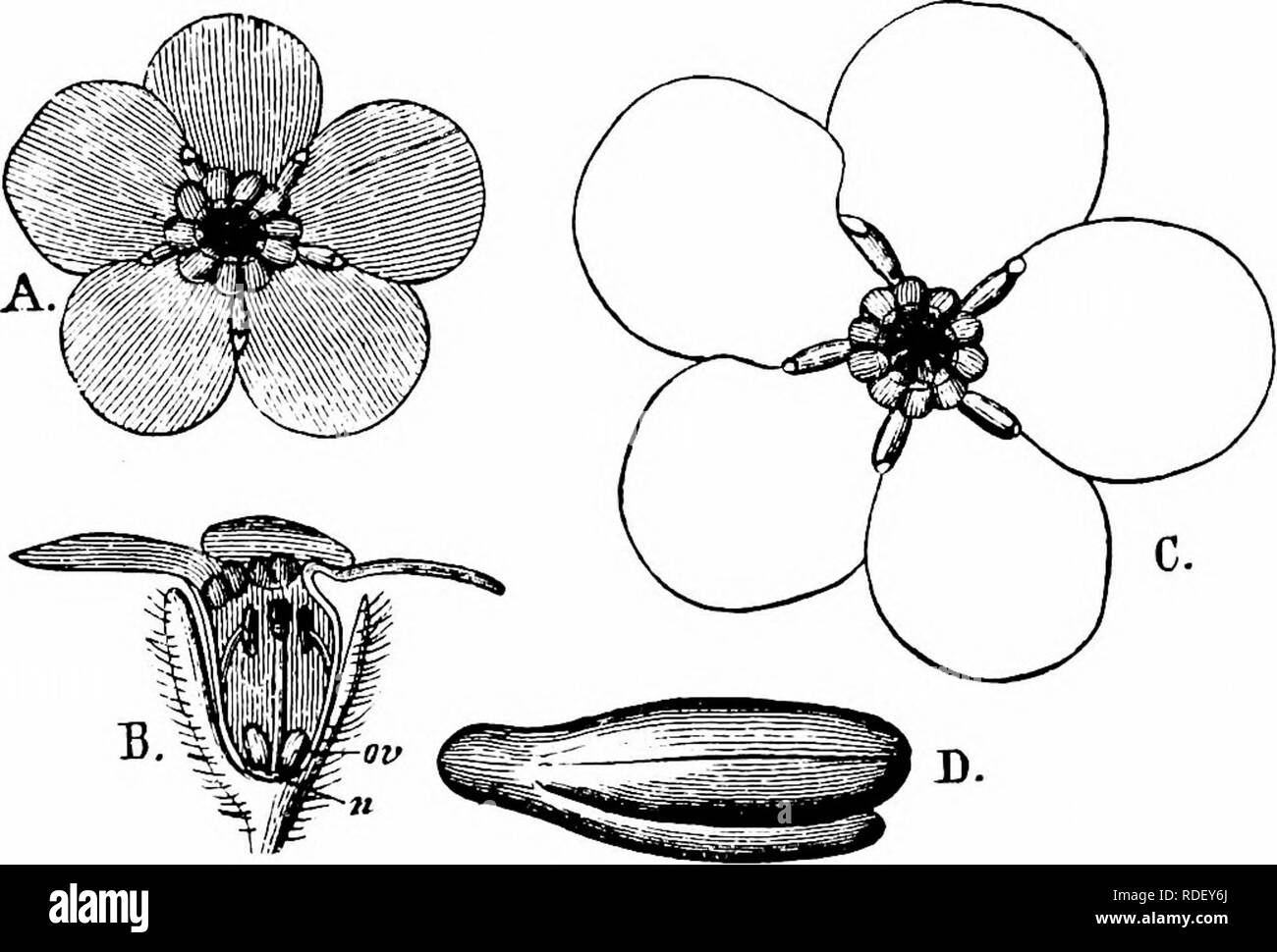 . Handbook of flower pollination : based upon Hermann Mu?ller's work 'The fertilisation of flowers by insects' . Fertilization of plants. 140 ANGIOSPERMAE—DICOTYLEDONES Botanic Garden), a hover-fly (Eristalis nemorumZ.) and 2 bees—i. Apis mellifica Z. 5, skg.; 2. Osmia rufa Z. 5, persistently skg. Plateau (Ghent Botanic Garden), the honey-bee and Osmia sp. Ekstam (Nova Zemlia), flies. 2004. M. intermedia Link. (Herm. Muller, ' FertiHsation,' pp. 415-16, ' Weit. Beob.,' Ill, p. 17 ; Kirchner, ' Flora v. Stuttgart,' p. 562 ; Knuth, ' Bloemen- biol. Bijdragen.')—In the small, homogamous, sky-blue Stock Photo