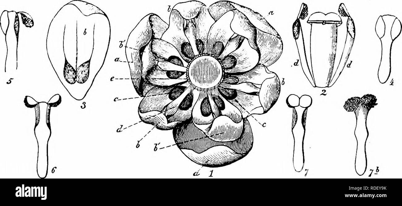 . Handbook of flower pollination : based upon Hermann MuÌller's work 'The fertilisation of flowers by insects' . Fertilization of plants. BERBERIDEAE â V. ORDER BERBERIDEAE VENT. 29. Berberis L. Homogamous flowers with half-concealed nectar, arranged in dense racemes, so that in spite of the relative smallness of the individual blossoms, they are very conspicuous in the aggregate. The inner sides of both sepals and petals are yellow m colour. Nectar is secreted by two fleshy swellings on the inner side of each petal near its base, and owing to the concave shape of the corolla these are tolerab Stock Photo