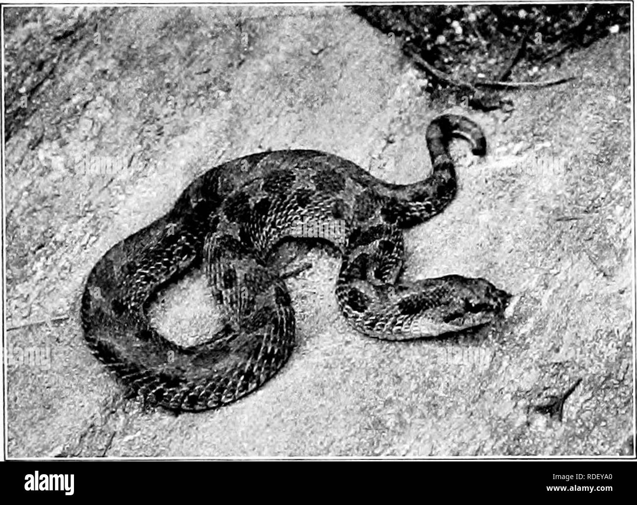 Hog nosed snake Black and White Stock Photos & Images - Alamy