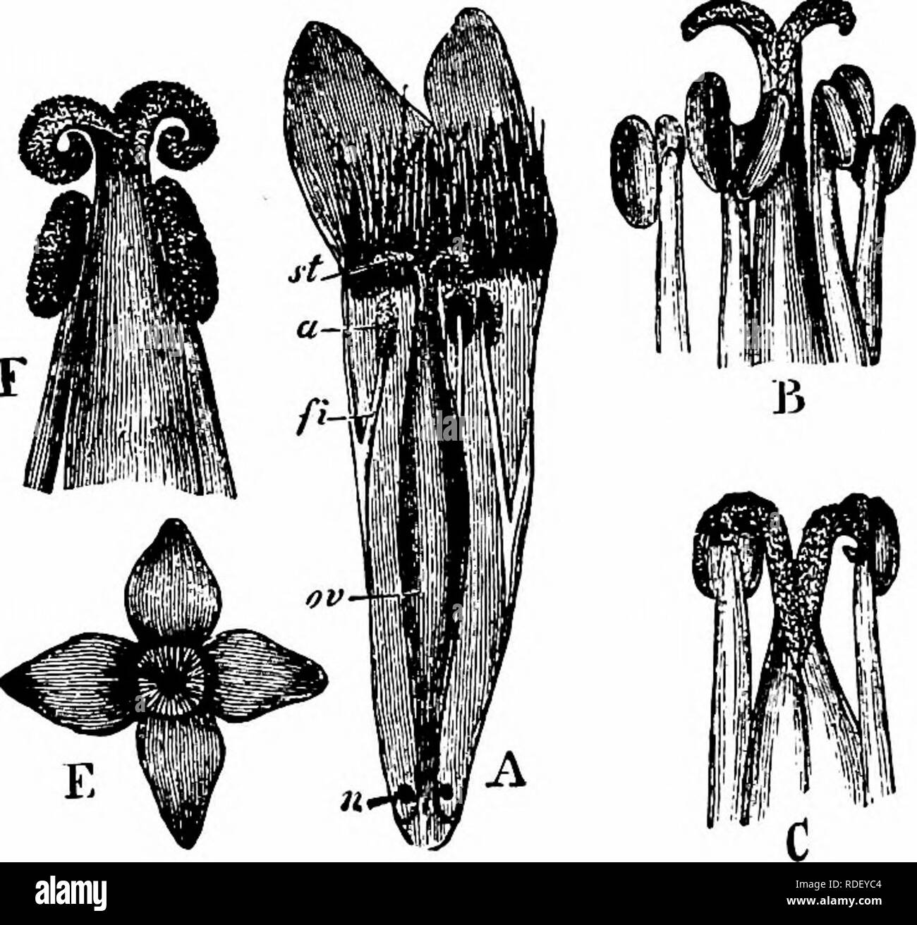 . Handbook of flower pollination : based upon Hermann Mu?ller's work 'The fertilisation of flowers by insects' . Fertilization of plants. io6 ANGIOSPERMAE—DICOTYLEDONES Blomn. o. Befrukt.'; Warming, ' Arkt. Vaxt. Biol.,' p. 12; Kemer, 'Nat. Hist. PI.,' Eng. Ed. I, II, pp. 366, 391 ; Warnstorf, Verb. bot. Ver., Berlin, xxxvii, 1896.) — This species bears humble-bee Lepidopterid flowers. Hermann Miiller (canton Graubunden), Lindman (Norway), and Wanning (Iceland) describe it as feebly protogynous, afterwards becoming homogamous, while Schulz (Westphalia and Thuringia) observed it to be strongly  Stock Photo