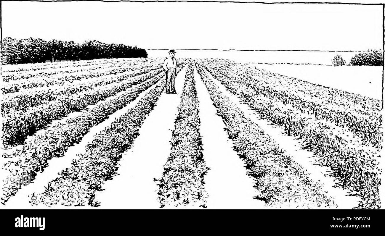 Perennial crops Black and White Stock Photos & Images - Alamy