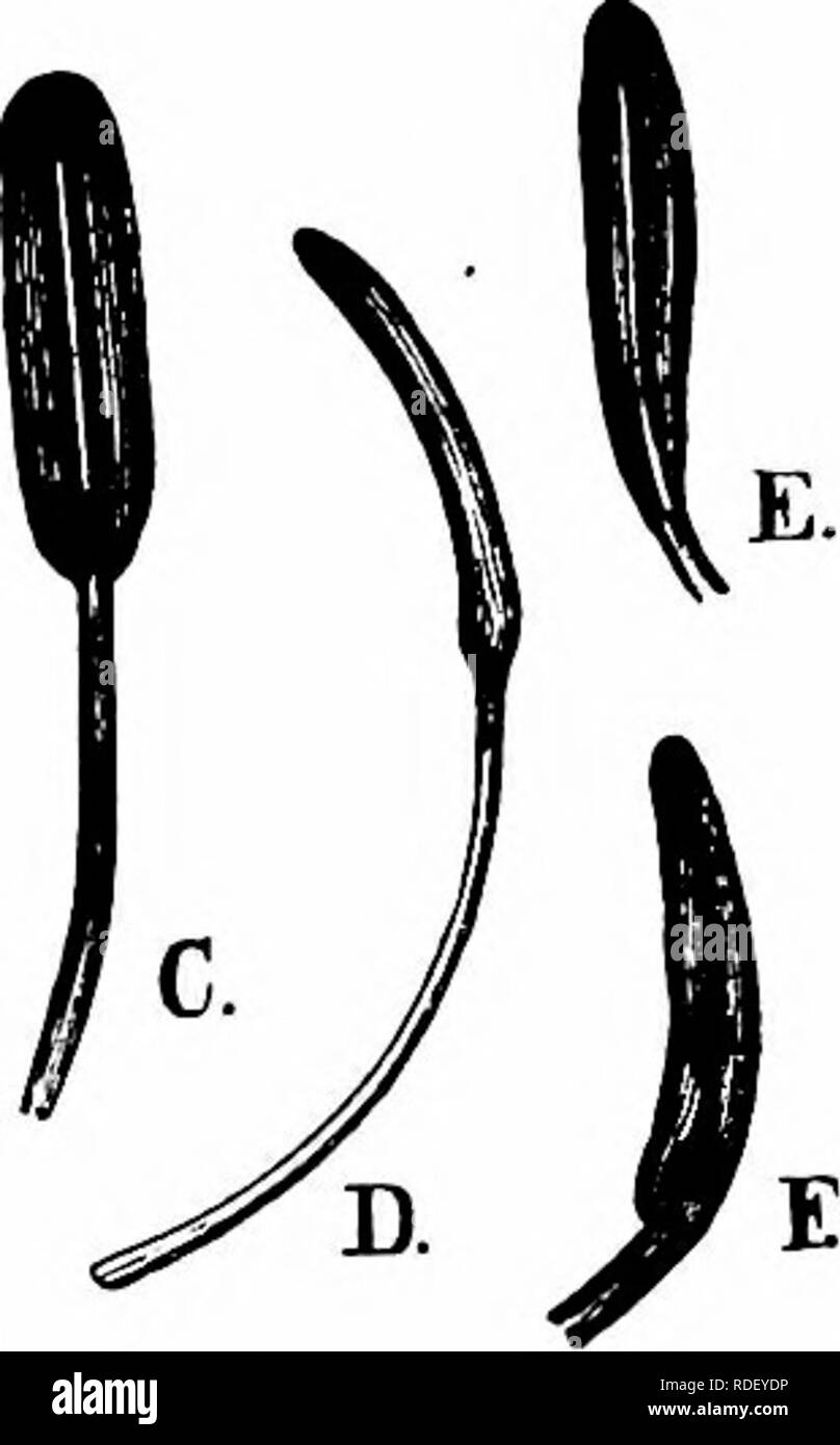 . Handbook of flower pollination : based upon Hermann Mu?ller's work 'The fertilisation of flowers by insects' . Fertilization of plants. r. Fig. II. TroUius eurtipagus, Z^. {After Herm. Muller). A. Flower seen from without, somewhat reduced. B. Petal with nectary («&gt; seen from within. C. Stamen, before the dehiscence of the anther, seen from within. D. The same, seen from the side. E. An anther with loculi almost empty. F. The same, seen from the side. B-F x 4§-. d. Staubgefasse u. Stempel'; Kerner, ' Nat. Hist. PI.', Eng. Ed. i, II; Kirchner, 'Flora v. Stuttgart,' p. 270; Schulz, ' Beitra Stock Photo