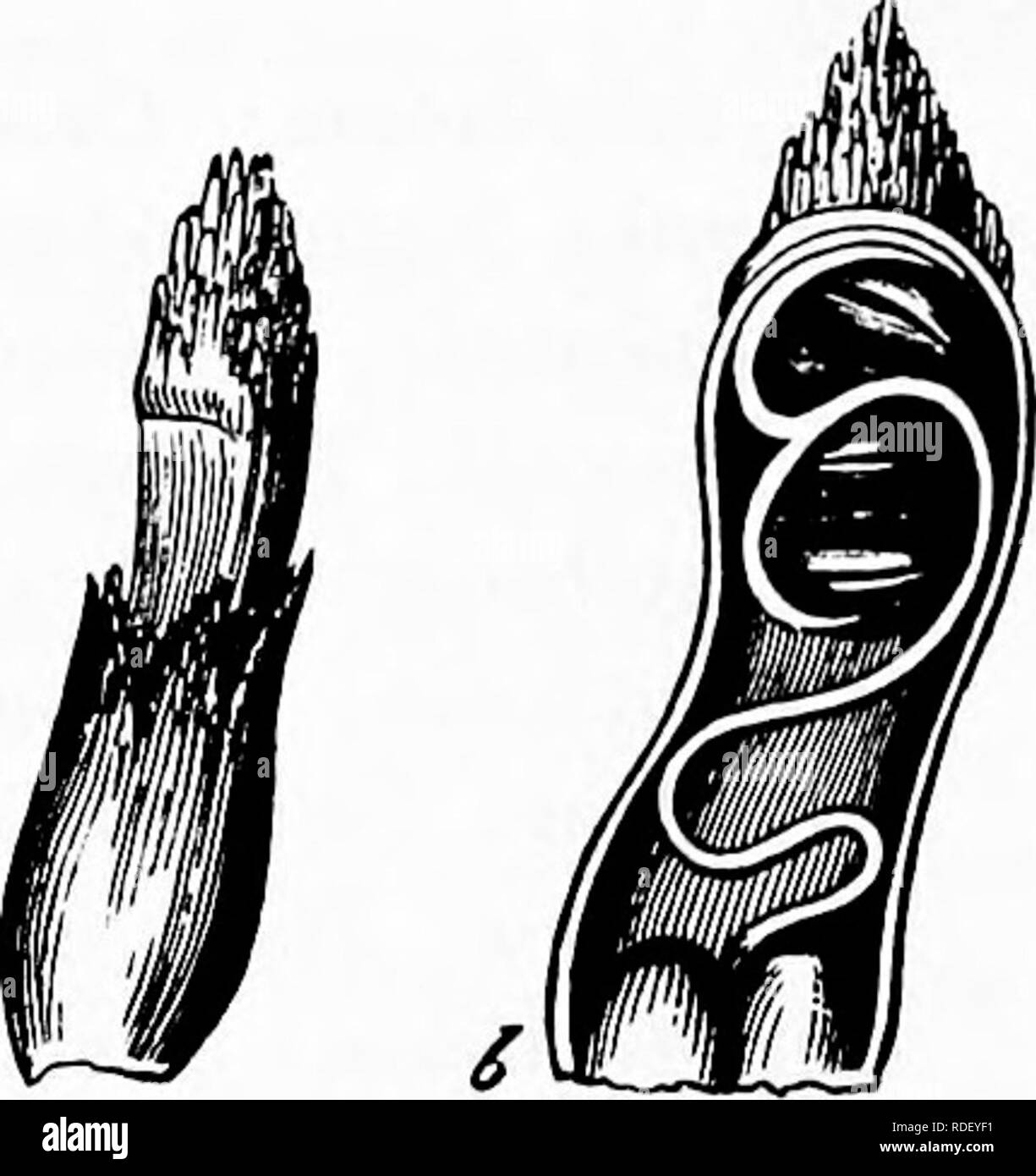 Cleistogamous flower Black and White Stock Photos & Images Alamy