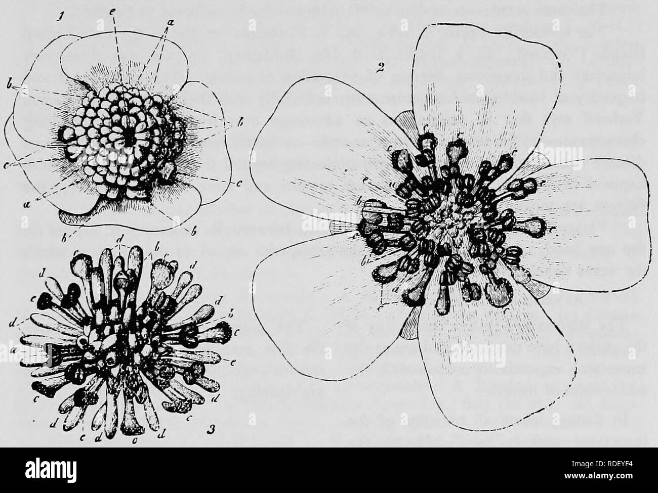 Handbook of flower pollination : based upon Hermann Mu?ller's work 'The  fertilisation of flowers by insects' . Fertilization of plants.  RANUNCULACEAE 23 8. Syritta pipiensZ., po-dvg. and skg. (Kn.,Kiel, H.M.). C.