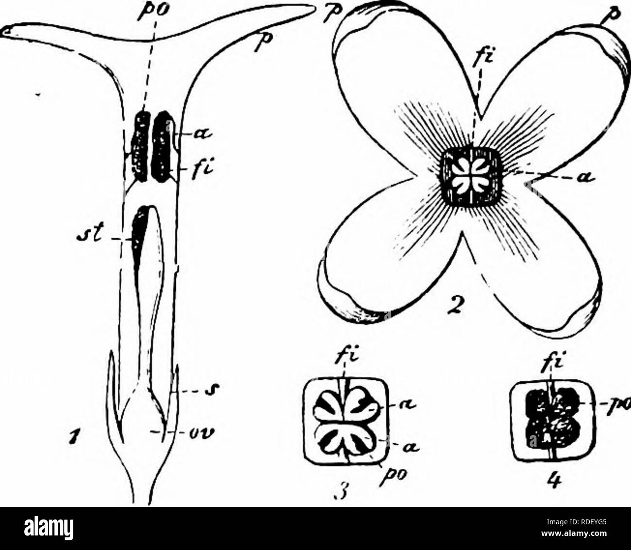Handbook Of Flower Pollination Based Upon Hermann Mu Ller S Work The Fertilisation Of Flowers By Insects Fertilization Of Plants Ole Ace Ae 555 Syringa L Flowers Homogamous Rarely Protandrous