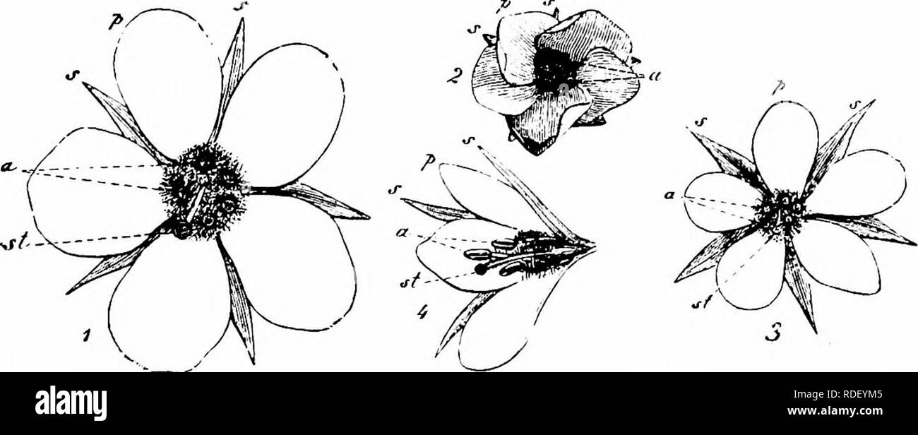 . Handbook of flower pollination : based upon Hermann Mu?ller's work 'The fertilisation of flowers by insects' . Fertilization of plants. PRIMULACEAE 6i (ellipsoidal, or ovoid to tetrahedral), beset with a network of papillae, variable in size (25-30 jx in diameter). Visitors.—I observed the honey-bee, po-cltg. 1797. L. thyrsifolia 1.. (Warming, Bot. Tids., Kjobenhavn, ii, 1877 ; Kerner, 'Nat. Hist. PI.,' Eng. Ed. i, II, p. 326; Warnstorf, Verb. bot. Ver., Berlin, xx.xviii, 1896.)—The flowers of this species are protogjnous. The ovary is covered with small papillae, which Kerner says serve as  Stock Photo
